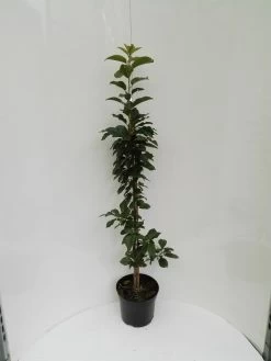 Säulensauerkirsche `Jachim´ Prunus Cerasus `Jachim´ -Pflanzensamenladen S ulensauerkirsche