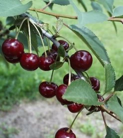 Safir ® Prunus Cerasus `Safir´