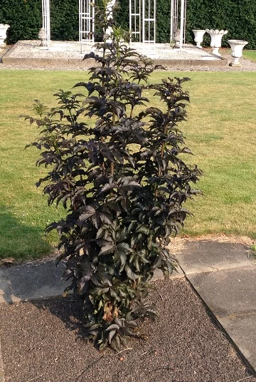 Holunder-Säule Black Tower (R) Sambucus Nigra `Black Tower´ 4 Holunder-Säule Black Tower (R) Sambucus Nigra `Black Tower´ – Bild 2