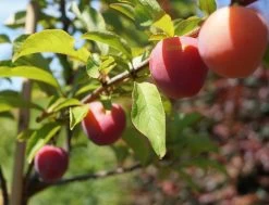 Santa Rosa Japanische Pflaume Prunus Salicina `Santa Rosa´ -Pflanzensamenladen Santa Rosa Frucht im Juli