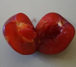 Santa Rosa Japanische Pflaume Prunus Salicina `Santa Rosa´ -Pflanzensamenladen Santa rosa fruchtfleisch