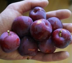 Santa Rosa Japanische Pflaume Prunus Salicina `Santa Rosa´ -Pflanzensamenladen Santa rosa45