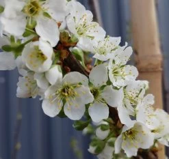 Santa Rosa Japanische Pflaume Prunus Salicina `Santa Rosa´ -Pflanzensamenladen Santa rosa5ace2ae46c7ef