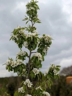Säulenbirne `Saphira´ 150-175cm (zweijährig) Pyrus Communis `Saphira´ -Pflanzensamenladen Saphira Bl te2