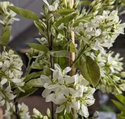 Saskatoon Berry Amelanchier Alnifolia `Saskatoon Berry´ -Pflanzensamenladen Saskatoon berry Bl te