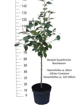 Achat Ⓢ Prunus Cerasus `Achat´ -Pflanzensamenladen Sauerkirsche Beispiel BuschbaumdBrYecBQVDdJb