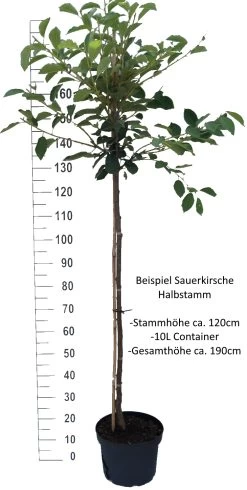 Safir ® Prunus Cerasus `Safir´ 10 Safir ® Prunus Cerasus `Safir´ -Pflanzensamenladen Sauerkirsche Beispiel HalbstammmIkIHKIhlHSVC