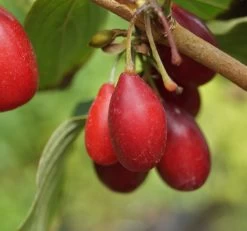 Großfrüchtige Kornelkirsche `Schönbrunner Gourmet Dirndl´ Cornus Mas `Schönbrunner Gourmetdirndl´ -Pflanzensamenladen Sch nbrunner2