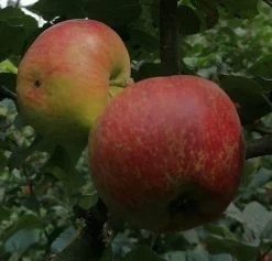 Schöner Aus Nordhausen Malus Domestica `Schöner Aus Nordhausen´ 9 Schöner Aus Nordhausen Malus Domestica `Schöner Aus Nordhausen´ -Pflanzensamenladen Sch ner aus NordhausenbKJINAoRTLyjv