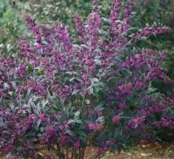 Schönfrucht `Pearl Glam´ Callicarpa