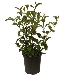 Duftender Winterschneeball `Dawn´ Viburnum Bodnantense `Dawn´ -Pflanzensamenladen Schneeball Dawn weiss