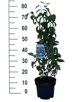 Bauern-Jasmin `Schneesturm´ Philadelphus Coronarius `Schneesturm´ 7 Bauern-Jasmin `Schneesturm´ Philadelphus Coronarius `Schneesturm´ -Pflanzensamenladen Schneesturm