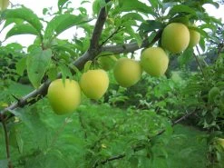 Shiro Japanische Pflaume Prunus Salicina `Shiro´