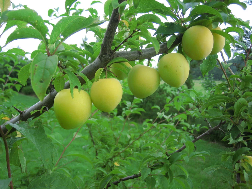 Shiro Japanische Pflaume Prunus Salicina `Shiro´ 3 Shiro Japanische Pflaume Prunus Salicina `Shiro´