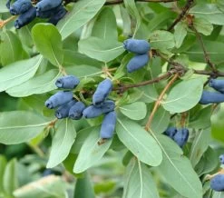 Sibirische Blaubeere / Maibeere Lonicera Kamtschatica