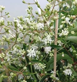 Sieben-Söhne-des-Himmels-Strauch Heptacodium Miconioides -Pflanzensamenladen Sieben S hne