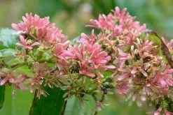 Sieben-Söhne-des-Himmels-Strauch Heptacodium Miconioides -Pflanzensamenladen Sieben S hne Fruchtstand