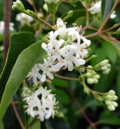 Sieben-Söhne-des-Himmels-Strauch Heptacodium Miconioides -Pflanzensamenladen Sieben S hne des Himmels