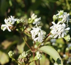 Sieben-Söhne-des-Himmels-Strauch Heptacodium Miconioides -Pflanzensamenladen Sieben S hne des himmels 1