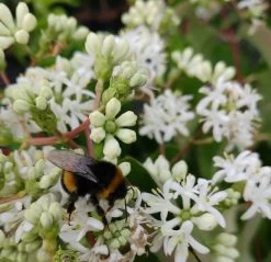Sieben-Söhne-des-Himmels-Strauch Heptacodium Miconioides