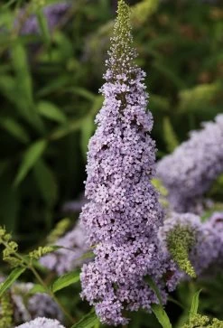 Schmetterlingsflieder Butterfly Candy® (versch. Farben) Buddleja Davidii 12 Schmetterlingsflieder Butterfly Candy® (versch. Farben) Buddleja Davidii -Pflanzensamenladen Sommerflieder lila weiss