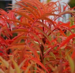 Eberesche `Dodong´ Sorbus Conmixta `Dodong´ 7 Eberesche `Dodong´ Sorbus Conmixta `Dodong´ -Pflanzensamenladen Sorbus Dodong4