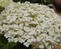 Garten-Hortensie `Incrediball®´ Hydrangea Arborescens -Pflanzensamenladen Strong anabelle1