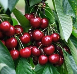 Sunburst-selbstfruchtbar Prunus Avium `Sunburst´