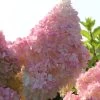 Kompakte Rispenhortensie `Sundae Fraise´ Hydrangea Paniculata `Sundae Fraise´ -Pflanzensamenladen Sundae Fraise13oEjyJ3xi4YNJ