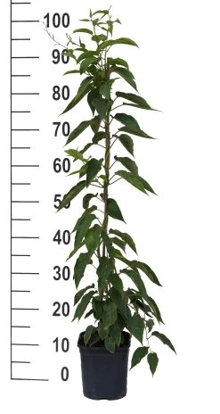 Bayernkiwi 3er-Set Mit Großfrüchtigen Sorten Actinidia Arguta -Pflanzensamenladen Super Jumbo weissFvoRaFC425vl0