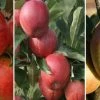 Halbstamm Drei-Sorten Apfelbaum (Gala, Elstar, Jonagold, Cox Orange) Malus Domestica -Pflanzensamenladen Trio Apfel Gala Elstar und Cox 1