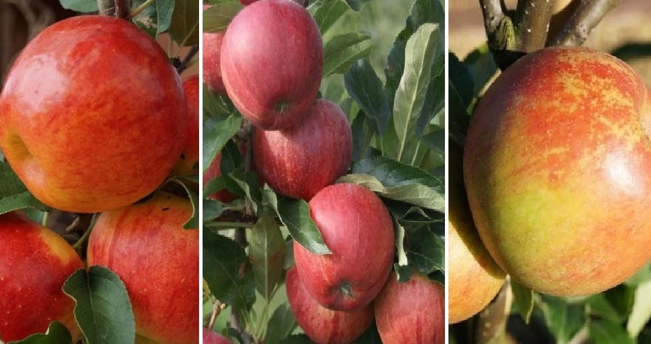 Drei-Sorten Apfelbaum (Gala, Elstar, Jonagold, Cox Orange) Malus Domestica 3 Drei-Sorten Apfelbaum (Gala, Elstar, Jonagold, Cox Orange) Malus Domestica