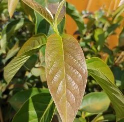 Schwarzer Tupelobaum Nyssa Sylvatica 10 Schwarzer Tupelobaum Nyssa Sylvatica -Pflanzensamenladen Tupelobaum Blatt