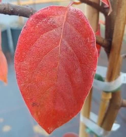 Schwarzer Tupelobaum Nyssa Sylvatica 12 Schwarzer Tupelobaum Nyssa Sylvatica -Pflanzensamenladen Tupelobaum herbstf rbung 1