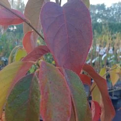 Schwarzer Tupelobaum Nyssa Sylvatica 11 Schwarzer Tupelobaum Nyssa Sylvatica -Pflanzensamenladen Tupelobaum herbstf rbung