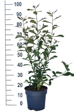 Schwarzer Tupelobaum Nyssa Sylvatica 13 Schwarzer Tupelobaum Nyssa Sylvatica -Pflanzensamenladen Tupelobaum weiss