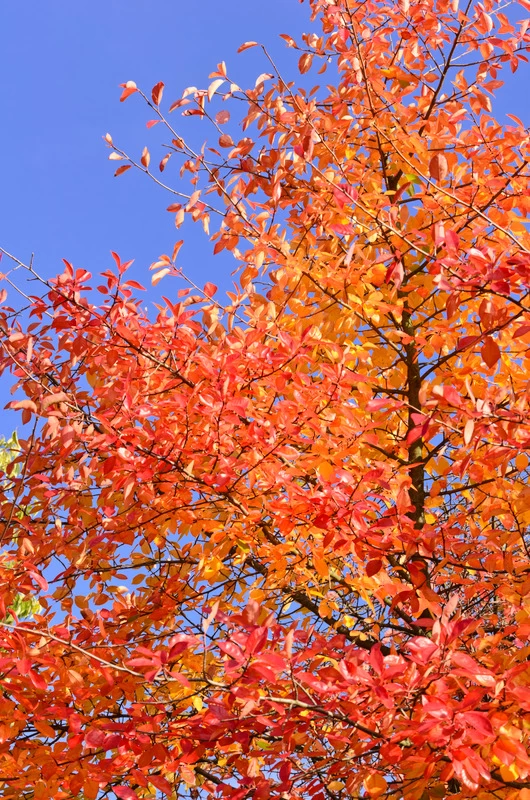 Schwarzer Tupelobaum Nyssa Sylvatica 3 Schwarzer Tupelobaum Nyssa Sylvatica