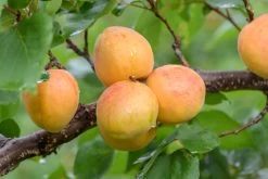 Ungarische Beste Prunus Armeniaca `Ungarische Beste´ -Pflanzensamenladen Ungarische beste 2