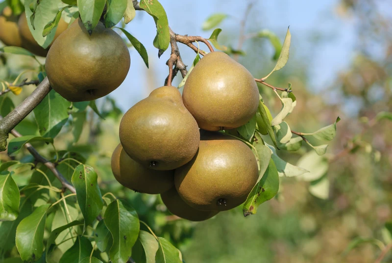 Uta Pyrus Communis `Uta´ 4 Uta Pyrus Communis `Uta´ – Bild 2