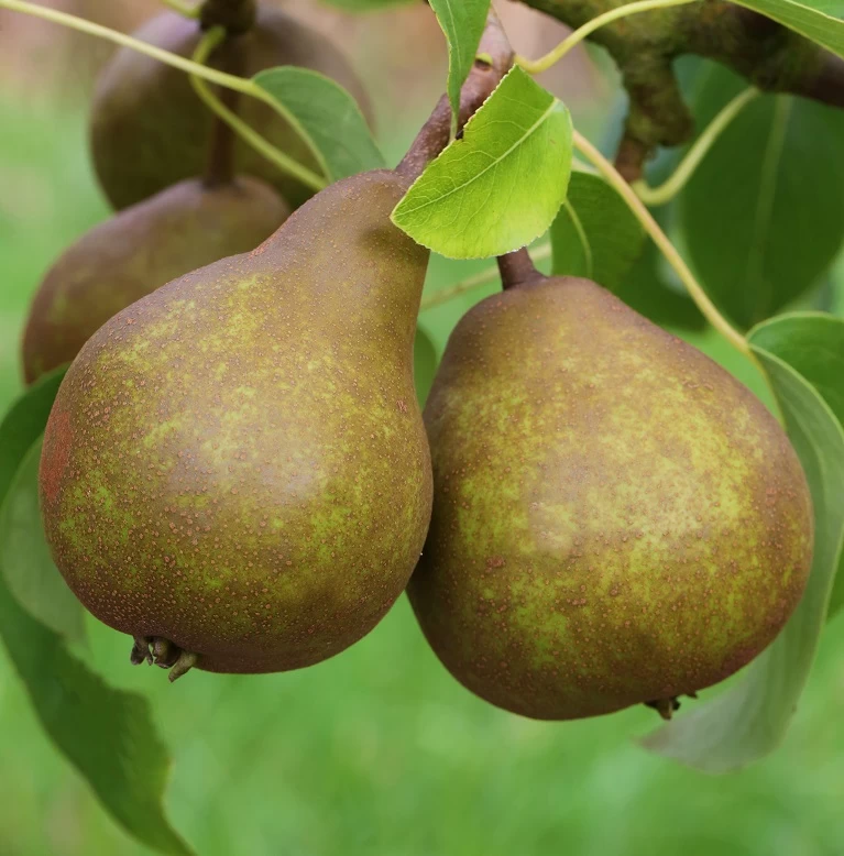 Uta Pyrus Communis `Uta´ 5 Uta Pyrus Communis `Uta´ – Bild 3