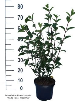 Rispenhortensie `Vanille-Fraise´ Hydrangea Paniculata `Vanille Fraise´ -Pflanzensamenladen Vanille Fraise weiss