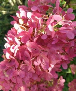 Rispenhortensie `Vanille-Fraise´ Hydrangea Paniculata `Vanille Fraise´ -Pflanzensamenladen Vanille fraise August
