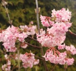 Duftender Winterschneeball `Dawn´ Viburnum Bodnantense `Dawn´ -Pflanzensamenladen Viburnum Dawn2