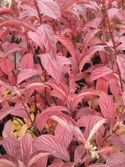 Duftender Winterschneeball `Dawn´ Viburnum Bodnantense `Dawn´ -Pflanzensamenladen Viburnum bodnantense dawn herbstf rbung