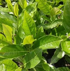 Amerikanischer Schneeball `Brandywine´ Viburnum Nudum `Brandywine´ 13 Amerikanischer Schneeball `Brandywine´ Viburnum Nudum `Brandywine´ -Pflanzensamenladen Viburnum nudum 2