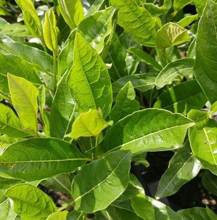 Amerikanischer Schneeball `Brandywine´ Viburnum Nudum `Brandywine´ 7 Amerikanischer Schneeball `Brandywine´ Viburnum Nudum `Brandywine´ – Bild 5