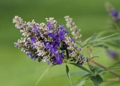 Zwerg-Mönchspfeffer `Blue Puffball´ ® Vitex Agnus-castus -Pflanzensamenladen Vitex BluePuffball 7