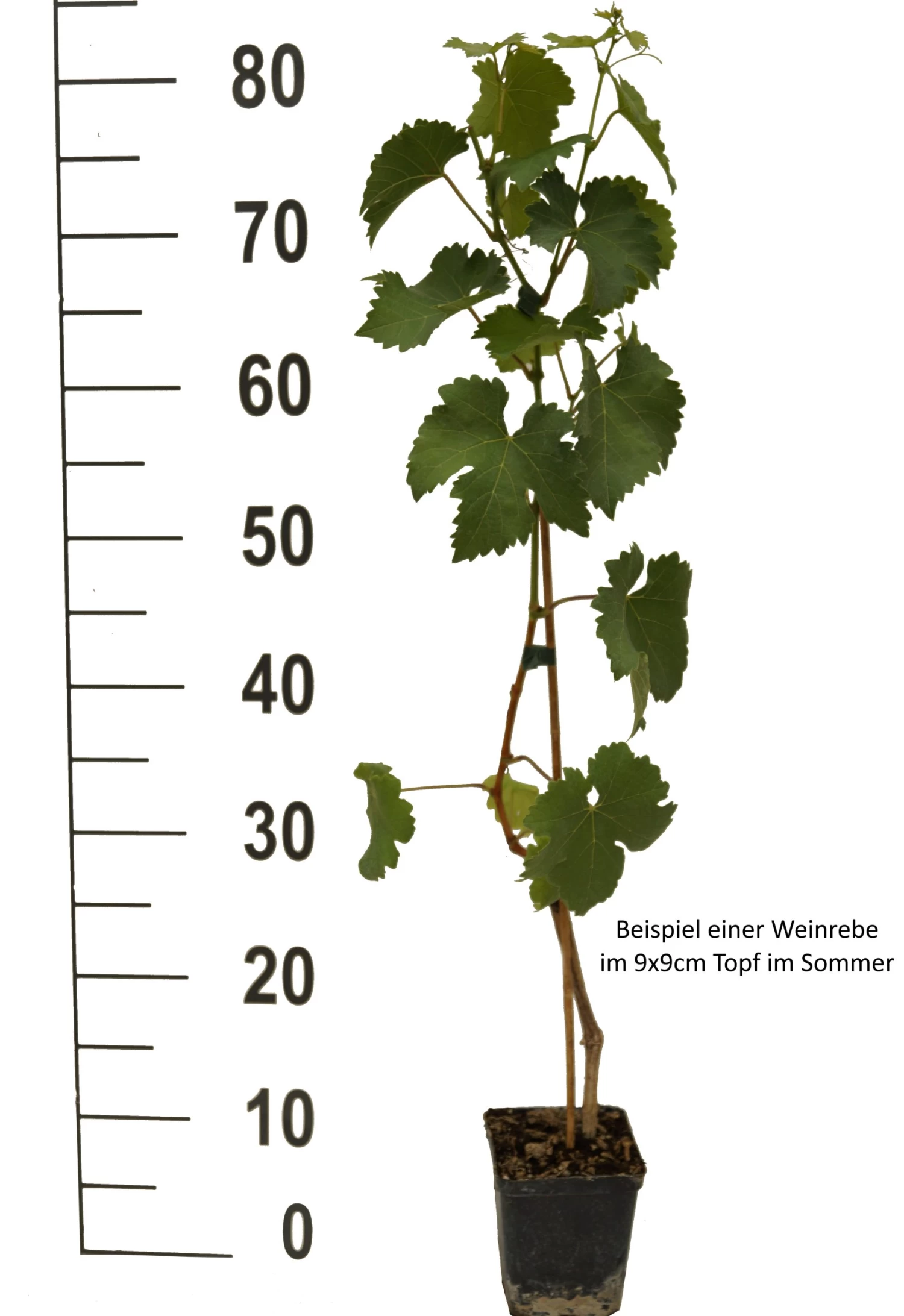 Blauer Muskateller Vitis `Blauer Muskateller´ 7 Blauer Muskateller Vitis `Blauer Muskateller´ – Bild 5