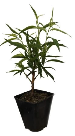 Zierpfirsich `Taoflora ® White´ (mit Essbaren Früchten) Prunus Persica `Taoflora ® White´ -Pflanzensamenladen Zierpfirisch Taoflora white