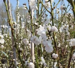 Zierpfirsich `Taoflora ® White´ (mit Essbaren Früchten) Prunus Persica `Taoflora ® White´ -Pflanzensamenladen Zierpfirsich weiss4